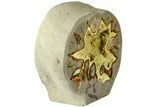 Polished, Crystal Filled Septarian Nodule - Utah #184580-1
